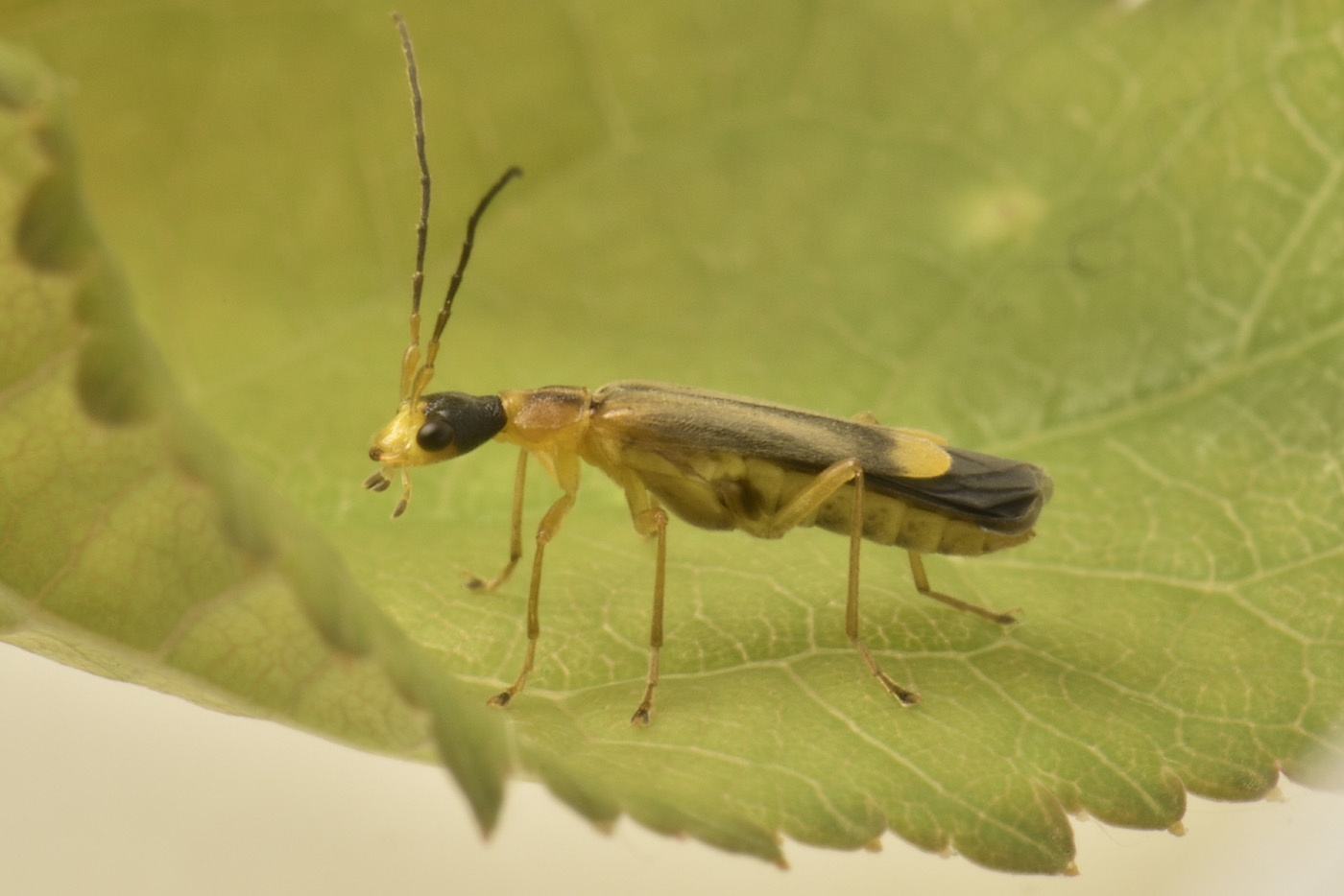 Cantharidae: Malthinus deceptor